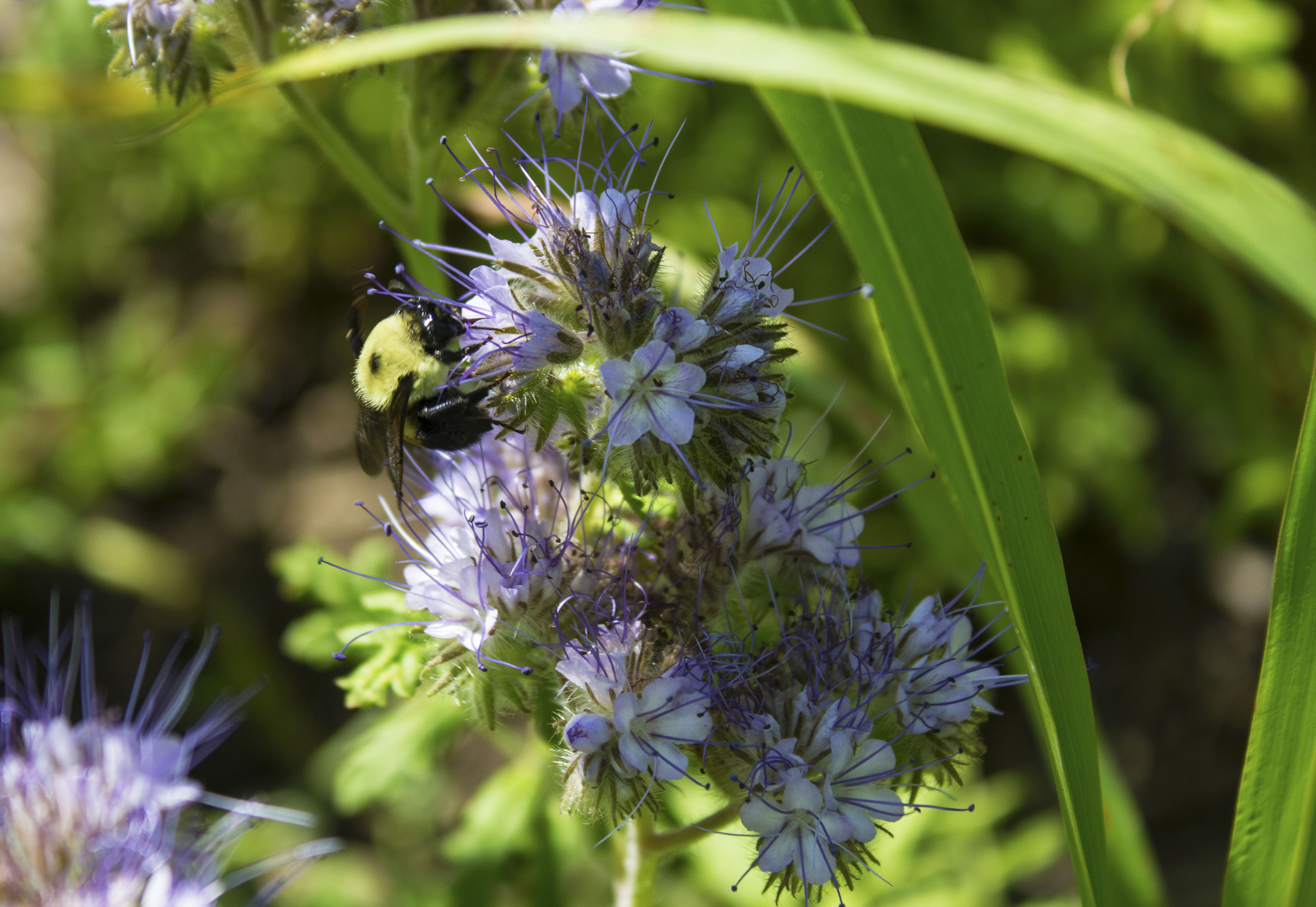 A large bumblebee pollinating a blue and white flower. 
